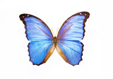 Fototapeta Motyle - Beautiful butterfly specimen on white background