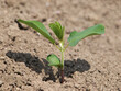 © emilio100 - Young soybean plant on soil, Glycine max