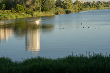 Wall Mural - Ducks on the river in the city