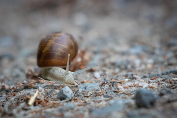  Roman snail crawls slowly over a sandy path