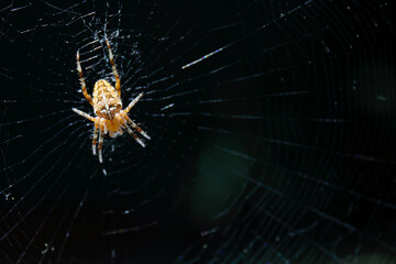 spider on web