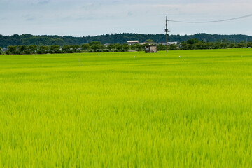 日本の初夏の田園風景　千葉県多古町