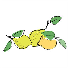 Lemons. Hand Drawn Vector Illustration For Teaching Aid, Price Tag, Fruit Stores, Restaurants And Farm Markets Promotion. Isolated Design Element