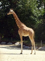 Girafe