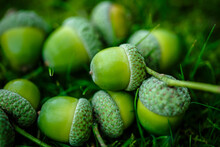 Green Acorns On The Grass In The Forest. Fresh Green Background. Close-up