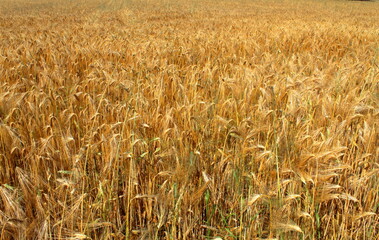 golden wheat field in summer