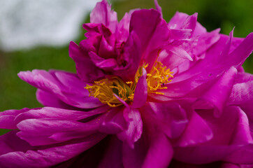 Sticker - beautiful peony closeup, colorful flower