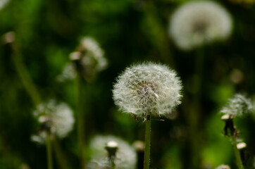 Canvas Print - dandelions in sun day closeup