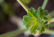 Geranium Pelargonium Indoor Houseplant Leaf And Stalk Close-Up Macro Focus On Fuzzy Texture And Spring Green Color