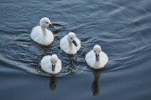 Little Adorable Swan Chicks, Swimming In Water, White Furry Birds