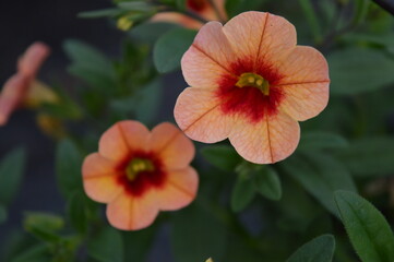 red orange yellow flower, flower with green leaves, beautiful plant in spring, love nature