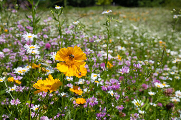 Wall Mural - Field of  wildflowers