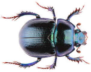 Wall Mural - Anoplotrupes stercorosus dor beetle, is a species of earth-boring dung beetle belonging to the family Geotrupidae. Dorsal view of dung beetle Anoplotrupes stercorosus isolated on white background.