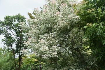 Wall Mural - Boxelder maple (Acer negundo) is an Aceraceae deciduous tree native to North America that is used for ornamental purposes such as park trees.