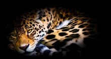 Beautiful Cute Jaguar Lies And Rests