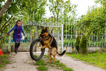 Wall Mural - Pretty little girl, Gives a command to sit to german shepherd dog.