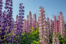 Floral Background Of Blooming In The Meadow Pink And Lilac Lupin Flowers