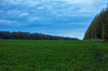 green grass and blue sky