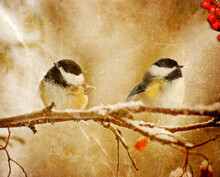 Vintage Christmas Card With Two Cute Chickadees Perched On A Branch In Winter.