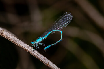 close up of blue dragonfly