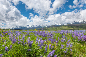 spring has sprung in the mountain