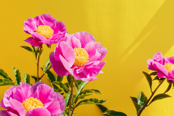 Wall Mural - beautiful pink peony flowers on trendy yellow background. In full bloom concept