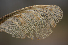 Close Up Of Dry Sycamore Seed.