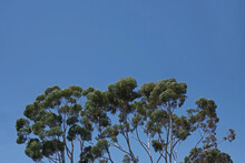 Low Angle View Of A Group Of Very Tall California Eucalyptus Trees Under Blue Sky