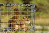 Fototapeta Zwierzęta - Red squirrel in a live trap, awaiting relocation.