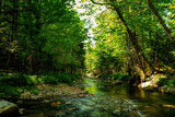 Fototapeta Krajobraz - river in the forest