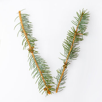 Letter V from green christmas-tree isolated on white. Natural Letter V, stylish alphabet. Handmade abc. Text from spruce. Christmas winter Sale. X-mas numbers. Winter font. 