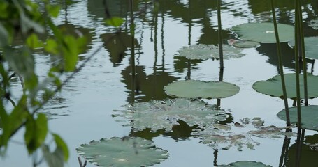 Canvas Print - Lotus flower water pond in garden