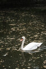 Sticker - Beautiful tundra swan in the lake