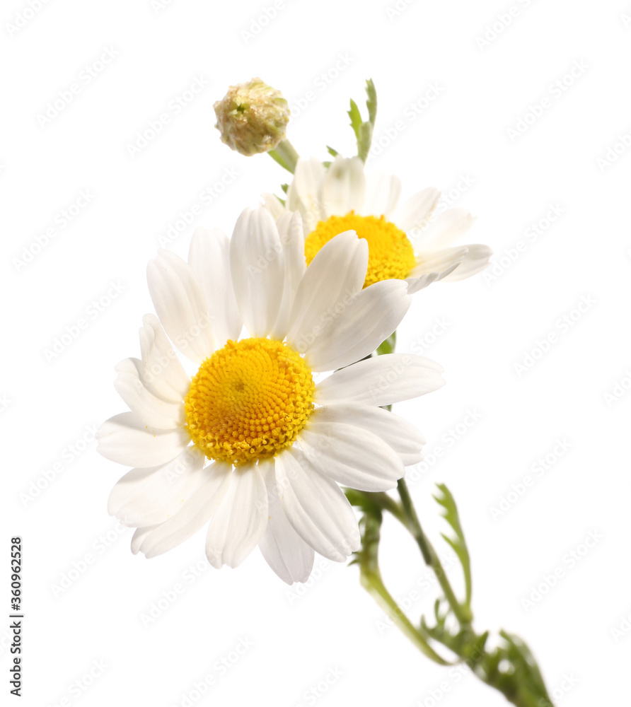 Fresh chamomile flowers on white background