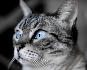 Poster - Shallow focus shot of a blue eyed domestic short-haired cat