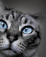 Poster - Shallow focus shot of a blue eyed domestic short-haired cat