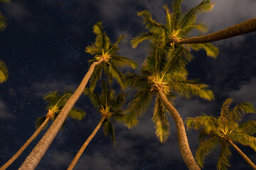 Palmtrees and stars in Maui, Hawaii