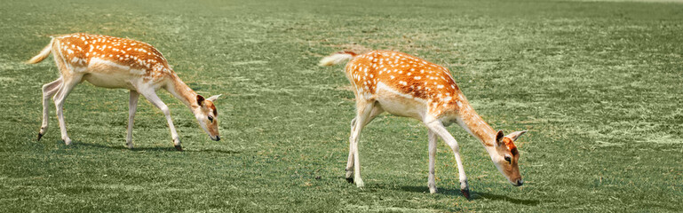 Wall Mural - Group of young fallow deer eating grazing grass on summer outdoor. Herd animals dama dama feeding consuming plant food on meadow. Wildlife beauty in nature. Web banner header for a website.
