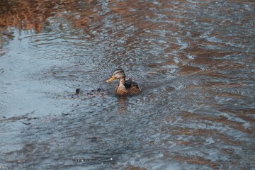 Poster - Closeup shot of a duck swimming in the lake at daytime - perfect for background