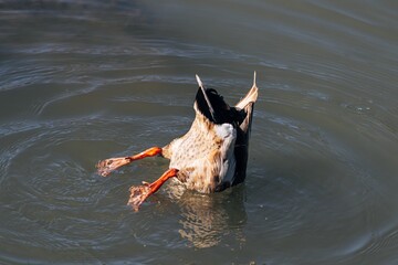 Poster - Closeup shot of a duck swimming in the lake at daytime - perfect for background