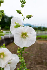 Wall Mural - White flower of Confederate rose (Hibiscus mutabilis) in Japan