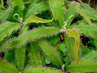 Carnivorous plant or insectivorous plant (Drosera capensis)