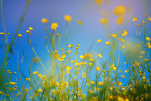 Yellow Wildflowers On A Background Of Blue Sky. Shot Close Up. Concept Of Togetherness Of Nature.