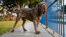 Neapolitan Mastiff Dog Posing In Profile In The Park At Sunset