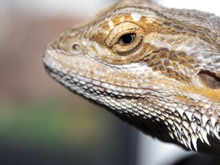 Sticker - Closeup shot of a pogona reptile with a blurred background