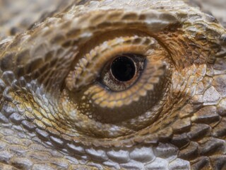 Wall Mural - Closeup shot of a pogona reptile with a blurred background