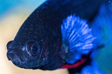 Wall Mural - Closeup shot of a blue betta fish in the aquarium