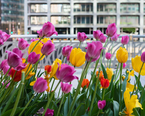 City Tulips 2