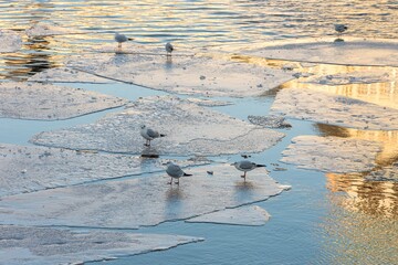 Poster - Gulls on the ice formations on the water of the lake