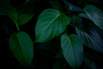  closeup nature view of green leaf background and dark tone